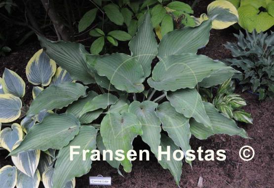 Hosta Cutting Edge